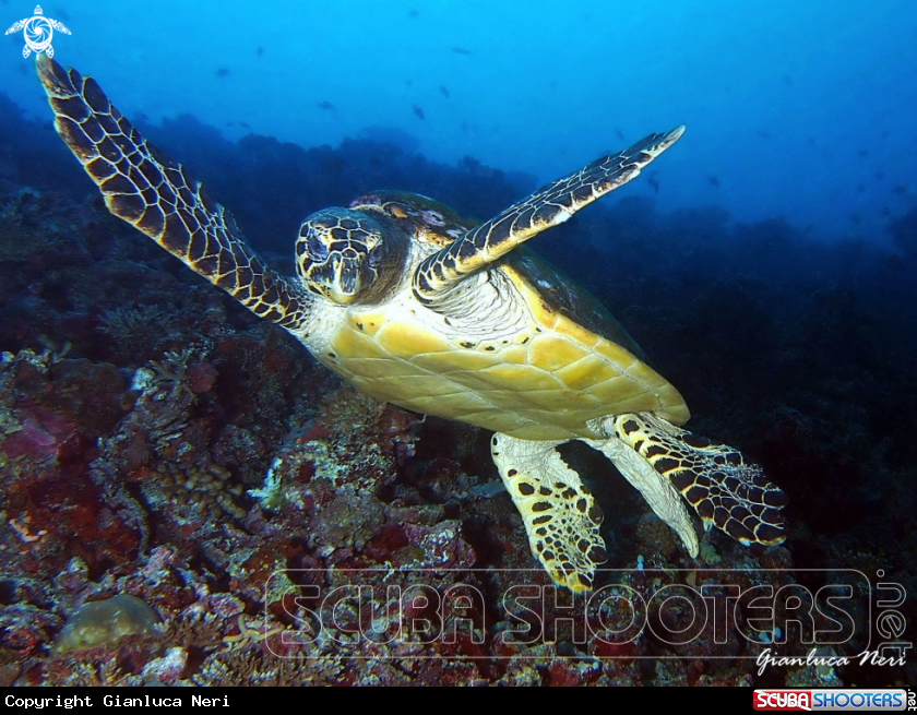 A Sea turtle
