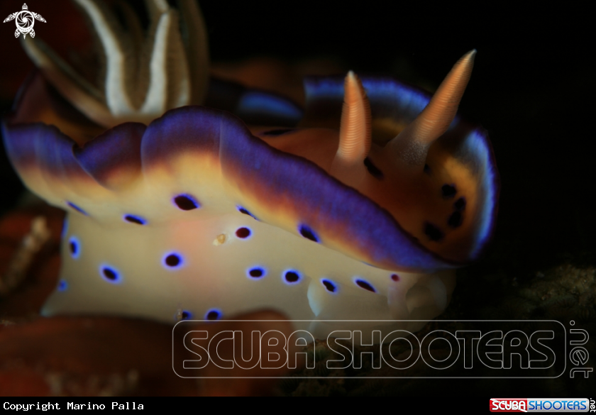 A Nudibranch