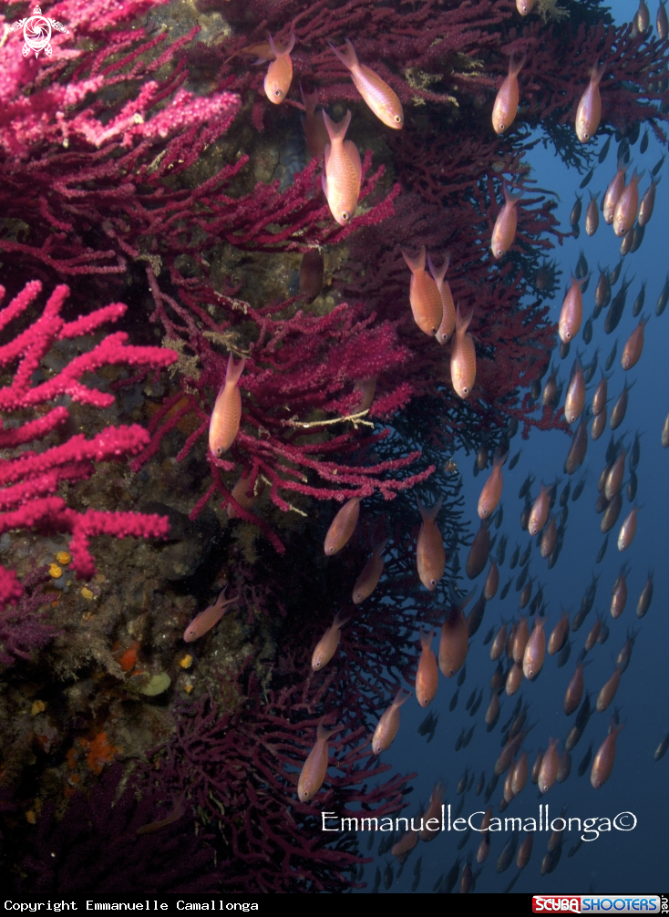 A underwater creature