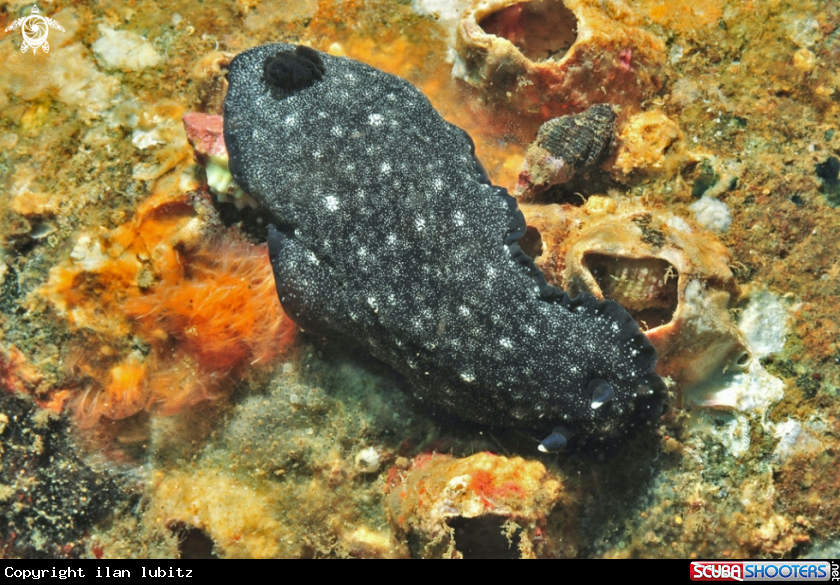 A Nudibranch