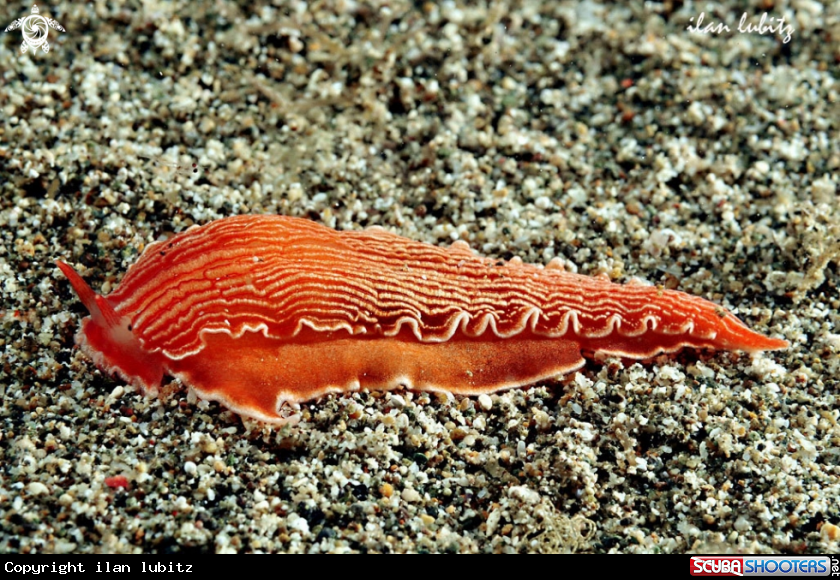 A Nudibranch
