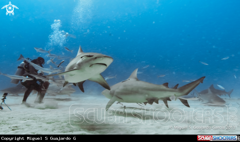 A underwater creature