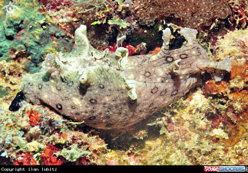 A sea hare