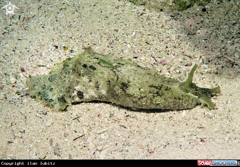 A sea hare