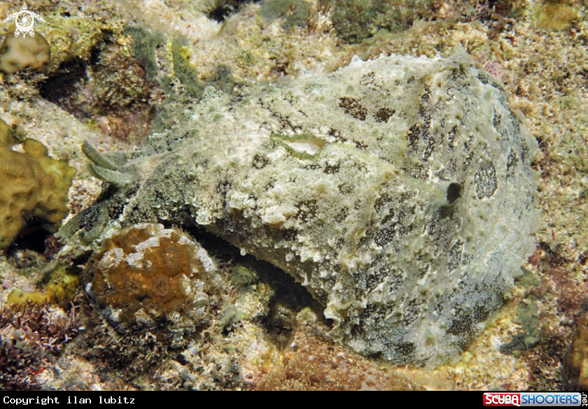 A sea hare