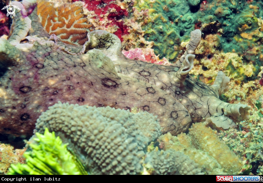 A sea hare