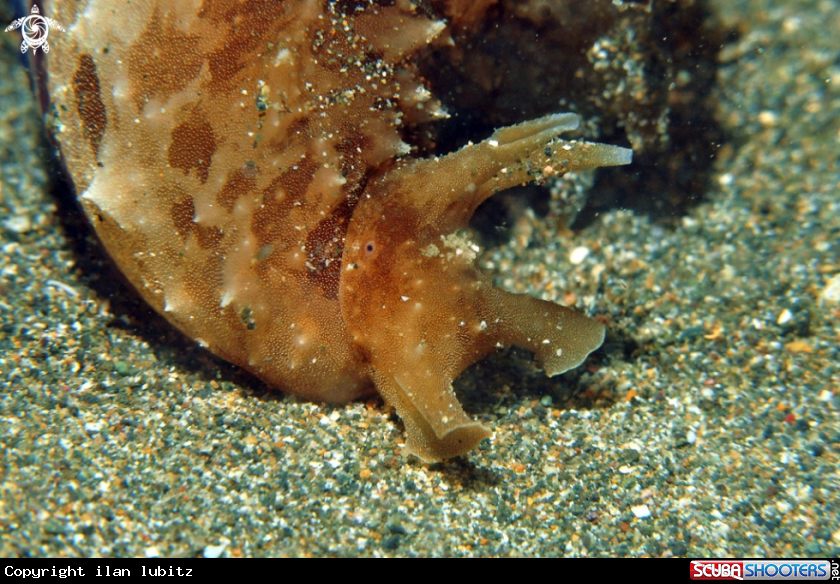 A sea hare