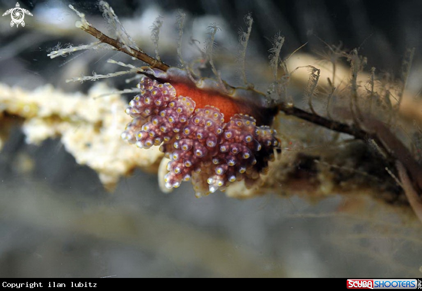 A sea slug
