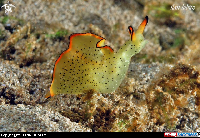 A sea slug