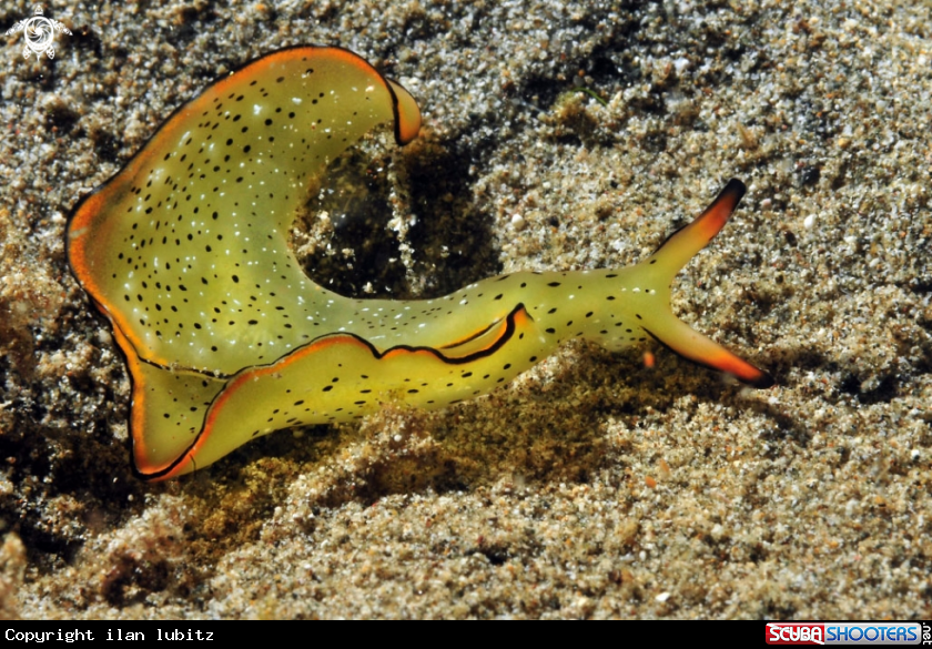 A sea slug