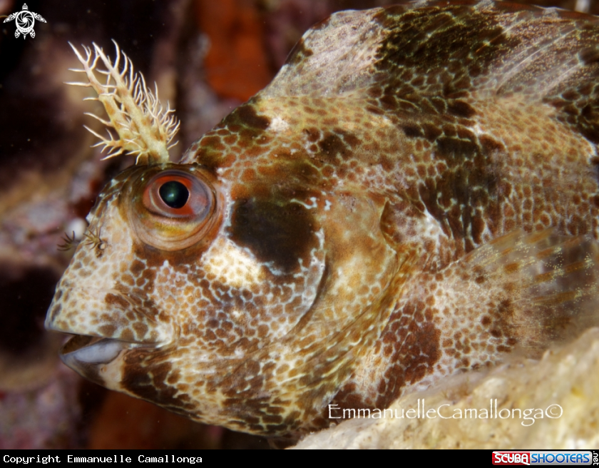 A underwater creature