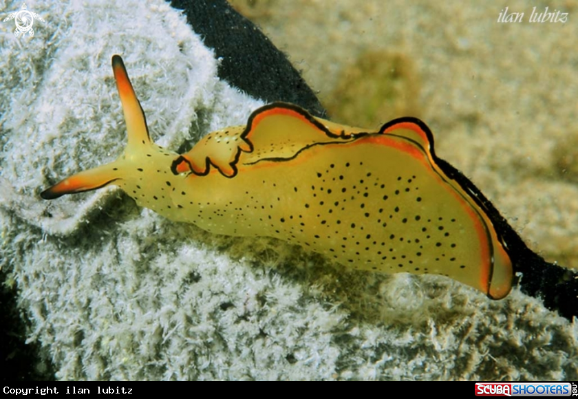 A sea slug