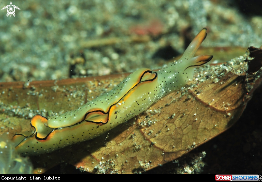 A sea slug