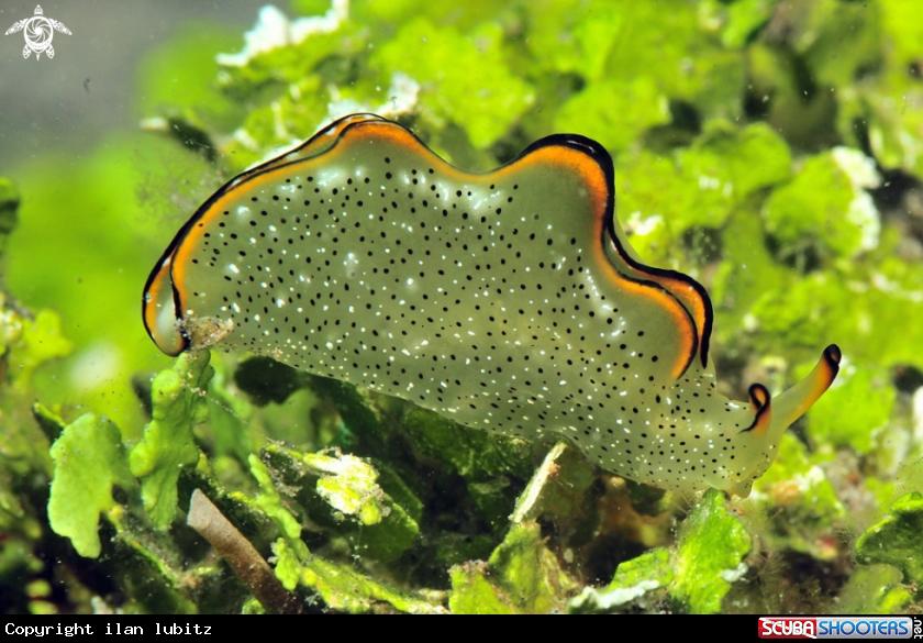 A sea slug
