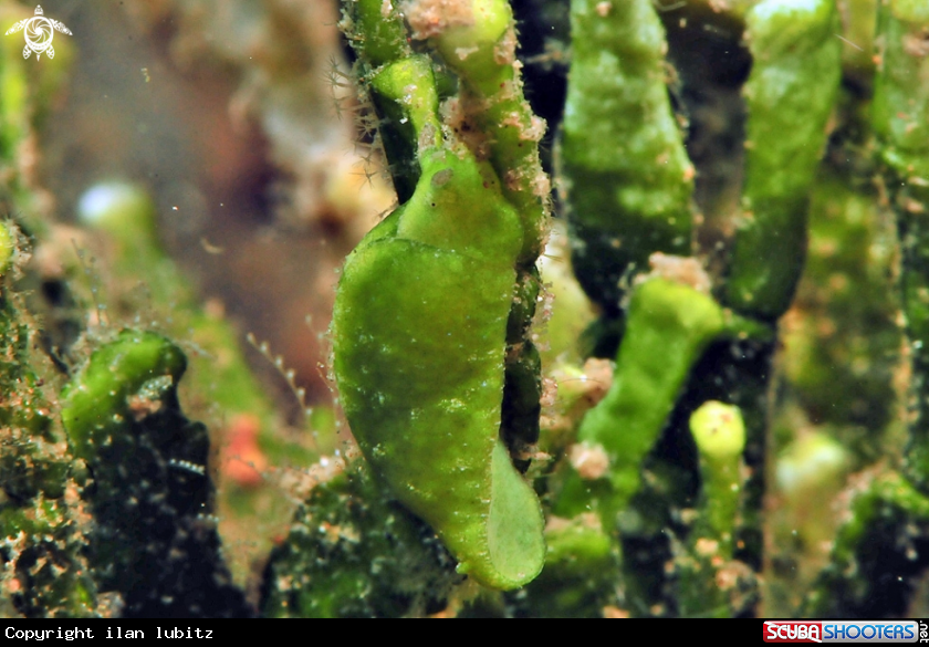 A sea slug