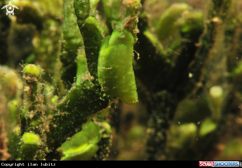 A sea slug