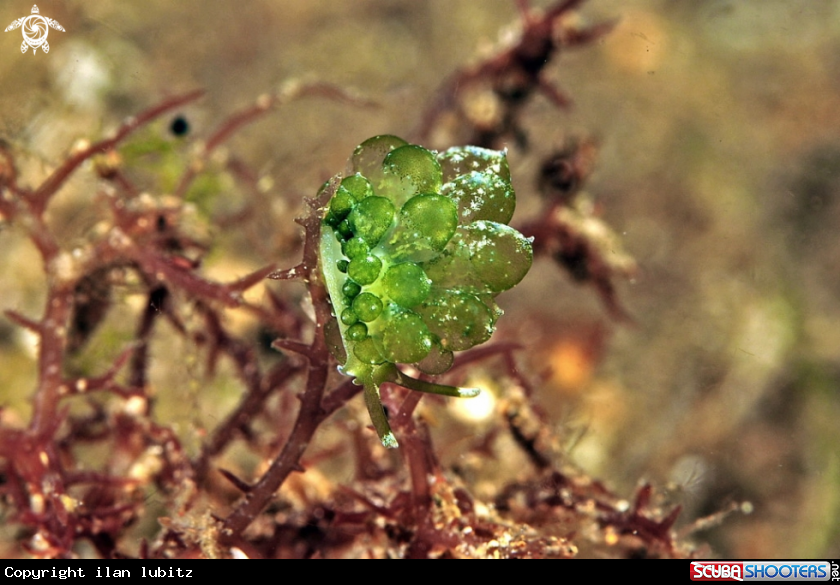 A sea slug