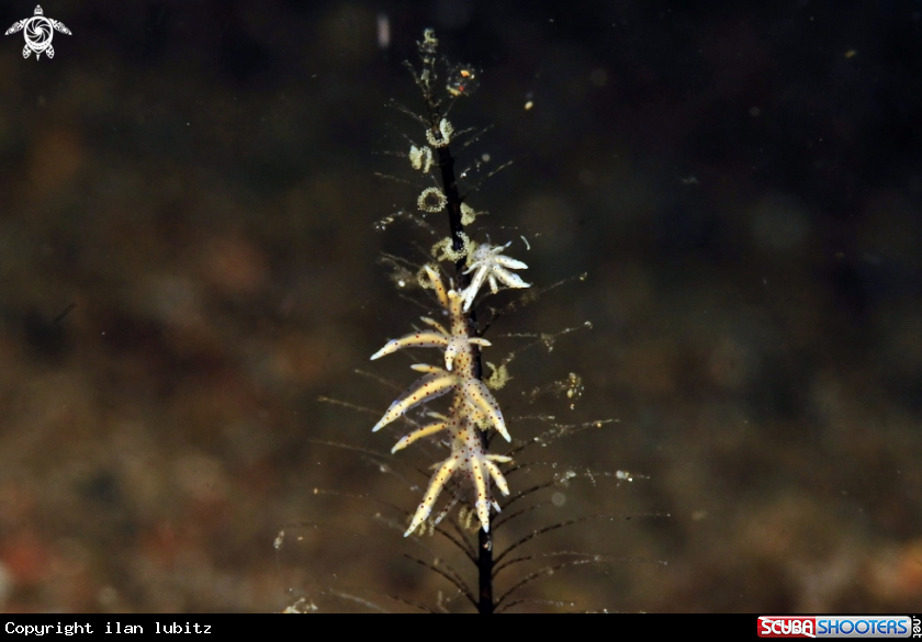 A sea slug