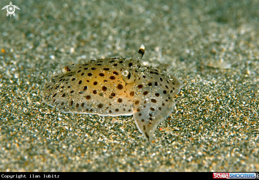 A sea slug