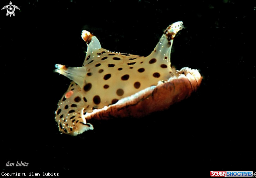 A sea slug