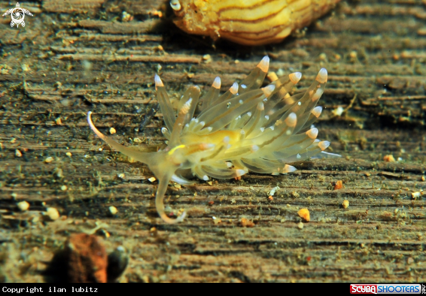 A Nudibranch