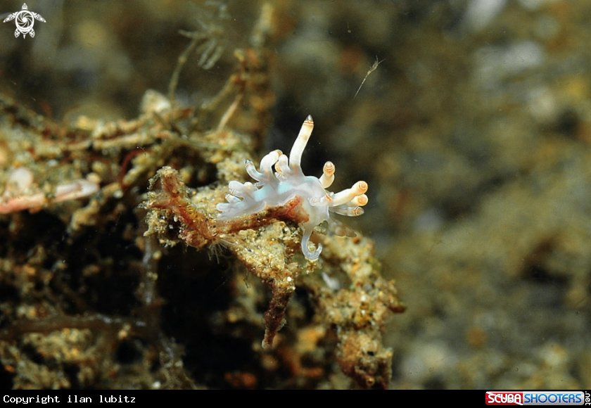A Nudibranch