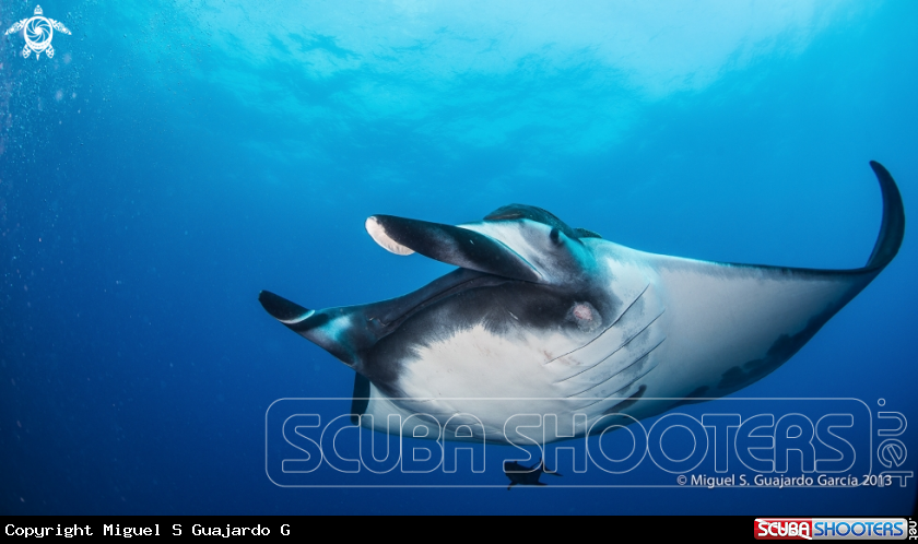 A underwater creature