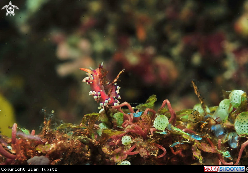 A Nudibranch