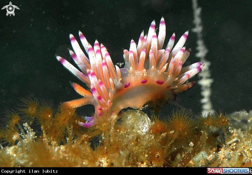 A Nudibranch