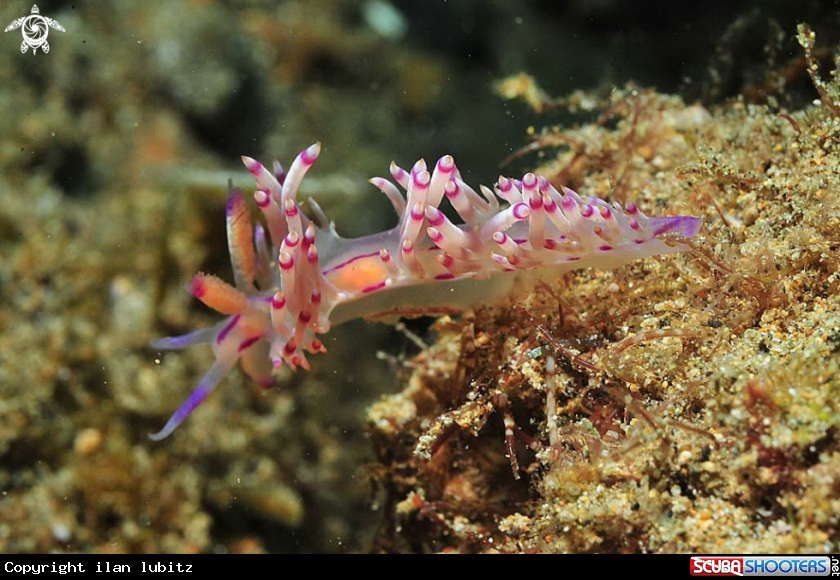 A Nudibranch
