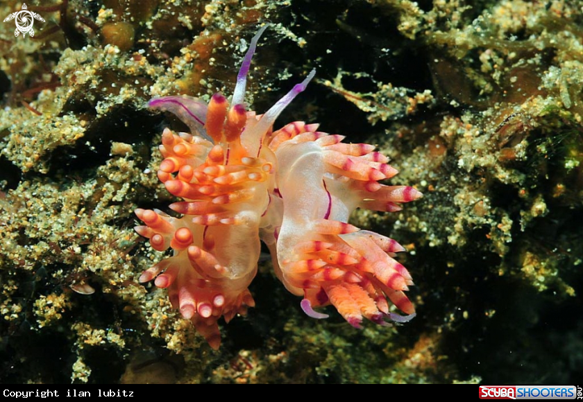 A Flabellina rubrolineata 