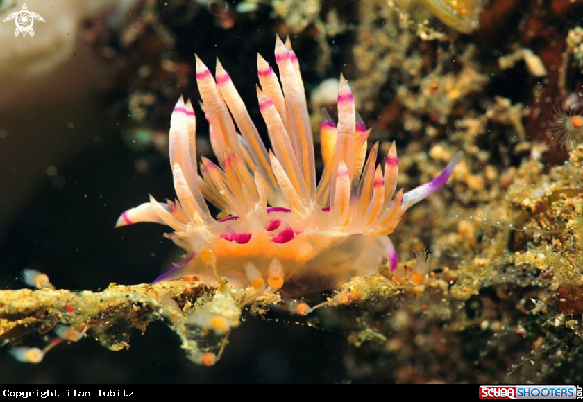 A Nudibranch