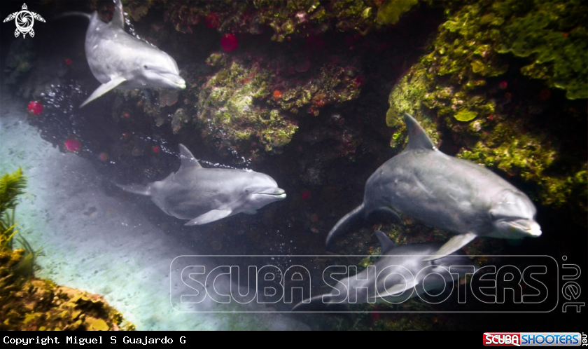 A Delfines