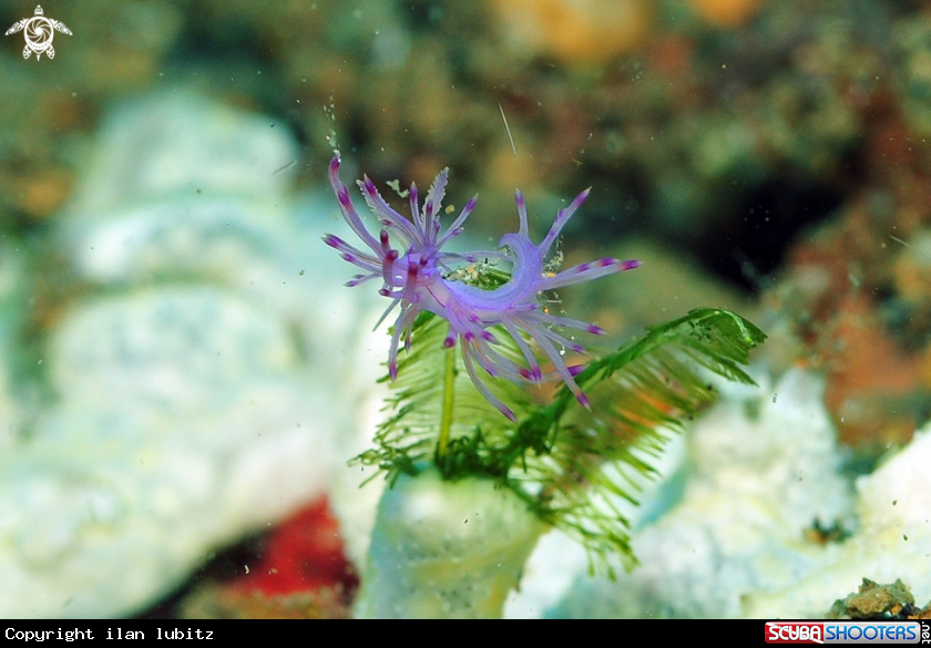 A Nudibranch