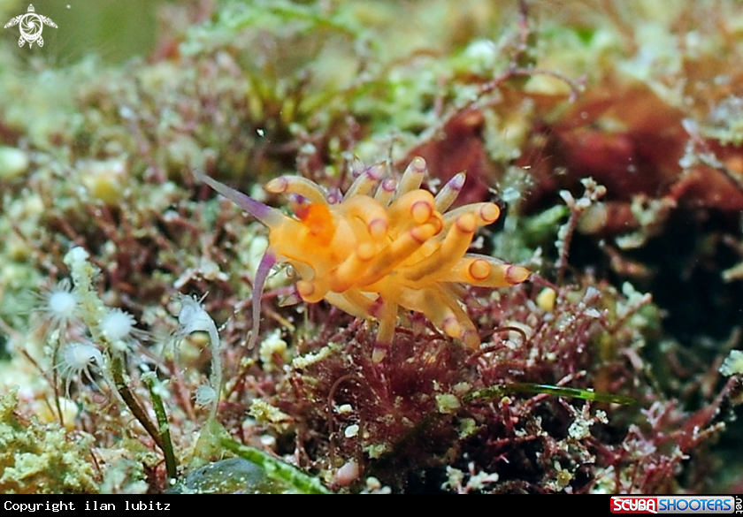 A Nudibranch