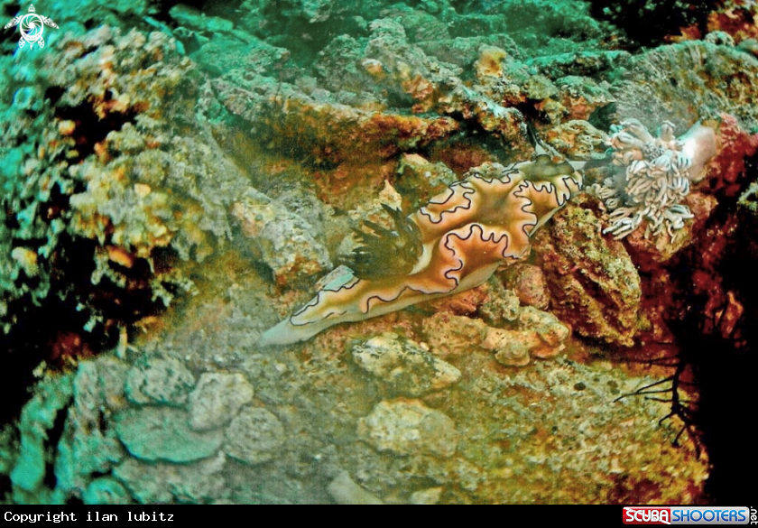 A Nudibranch