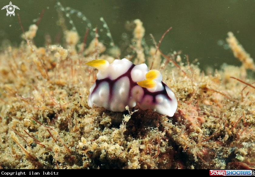 A Nudibranch