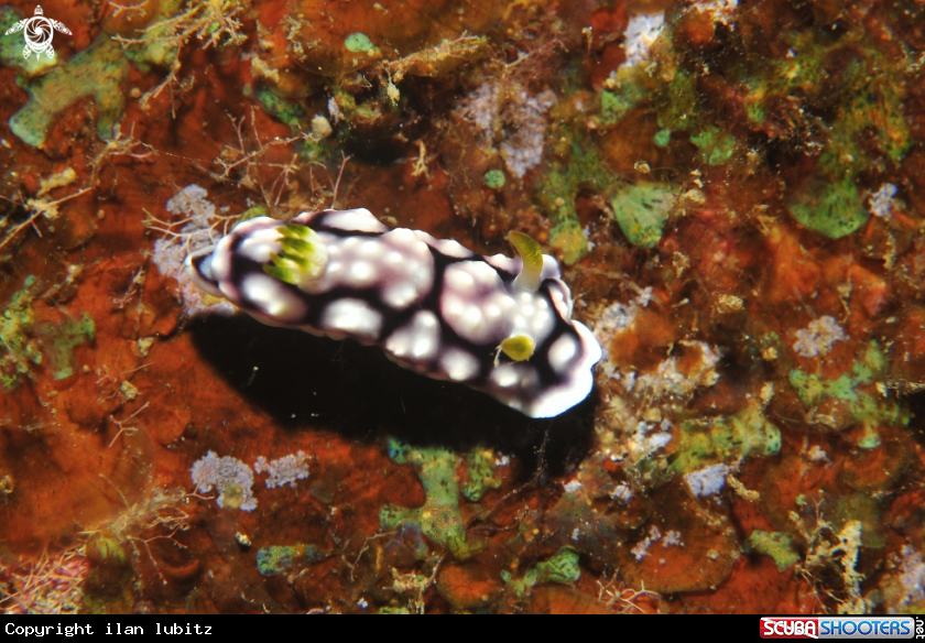 A Nudibranch