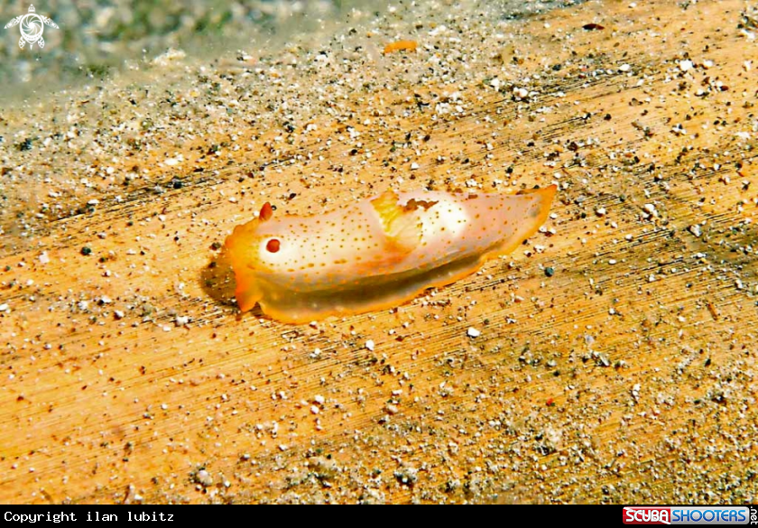 A Nudibranch