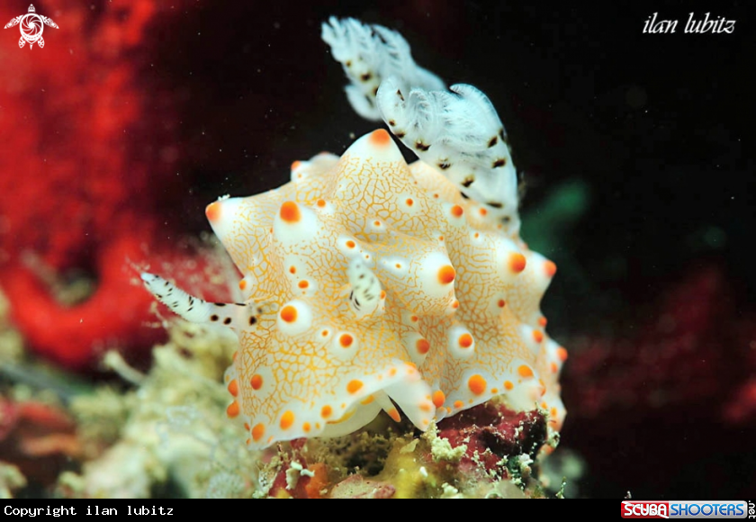 A Nudibranch