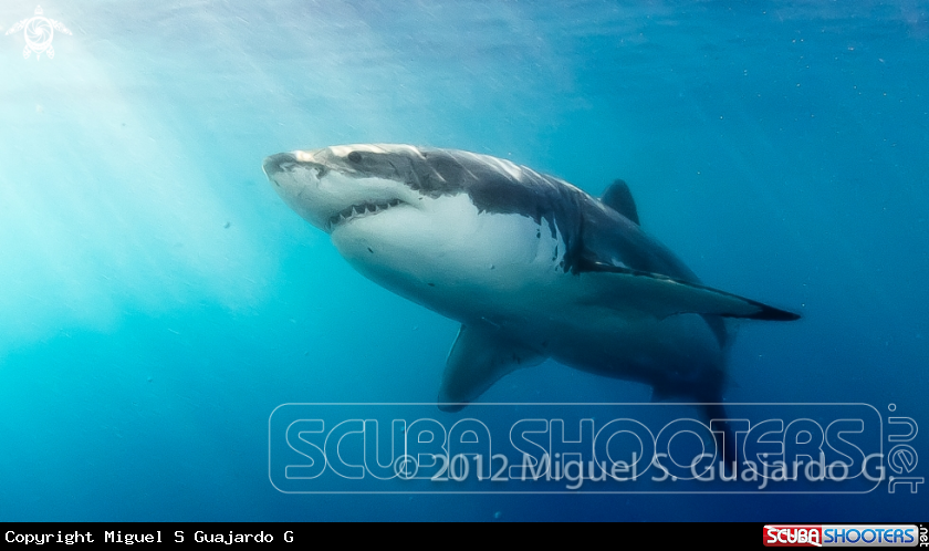 A underwater creature