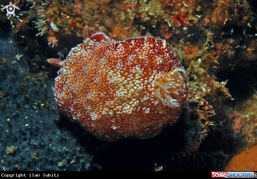 A Nudibranch