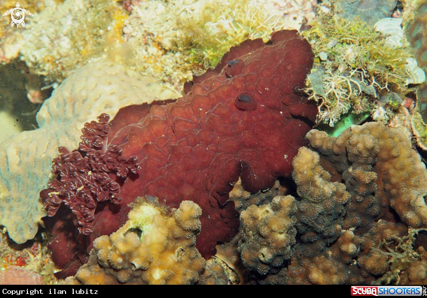 A Nudibranch