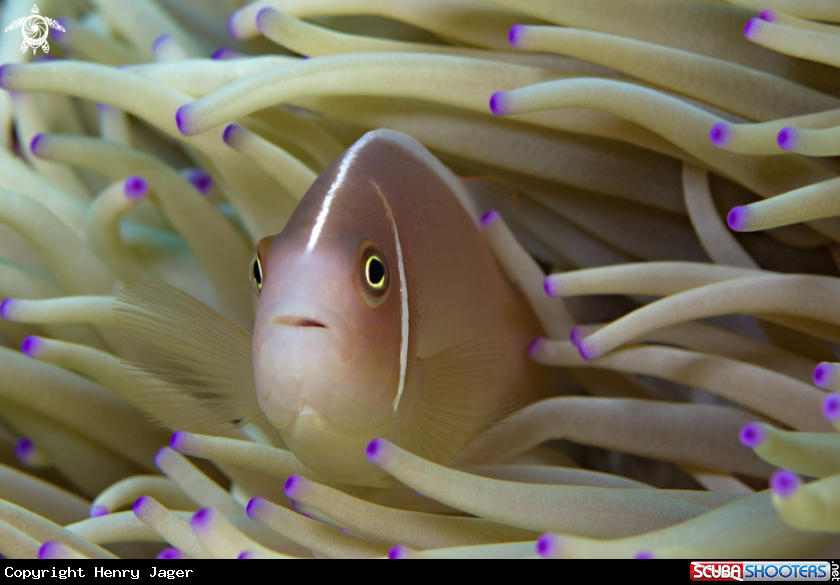 A Pink Anemonefish