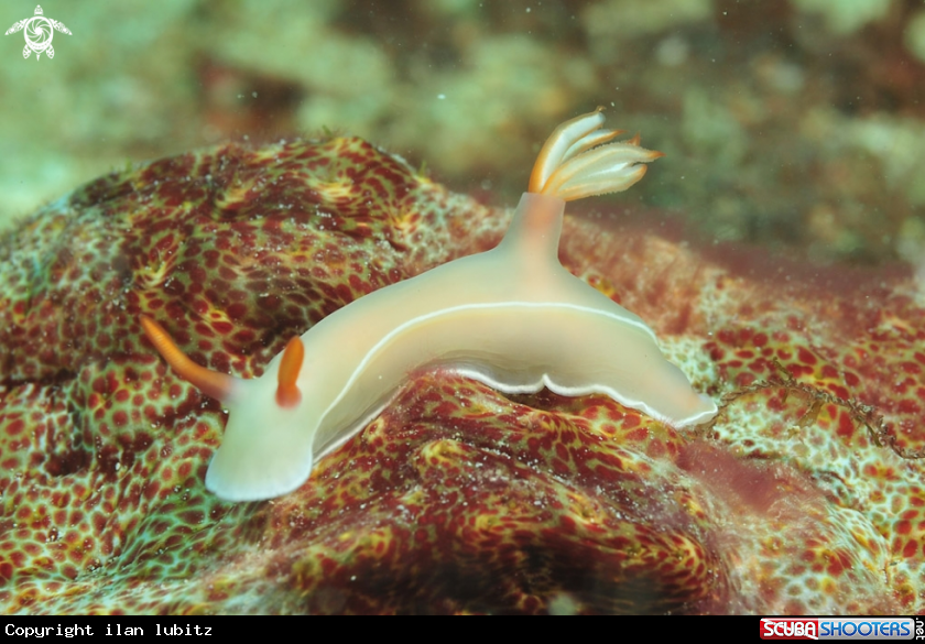 A Nudibranch