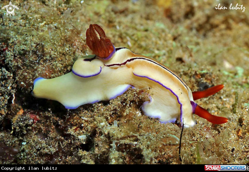 A Nudibranch