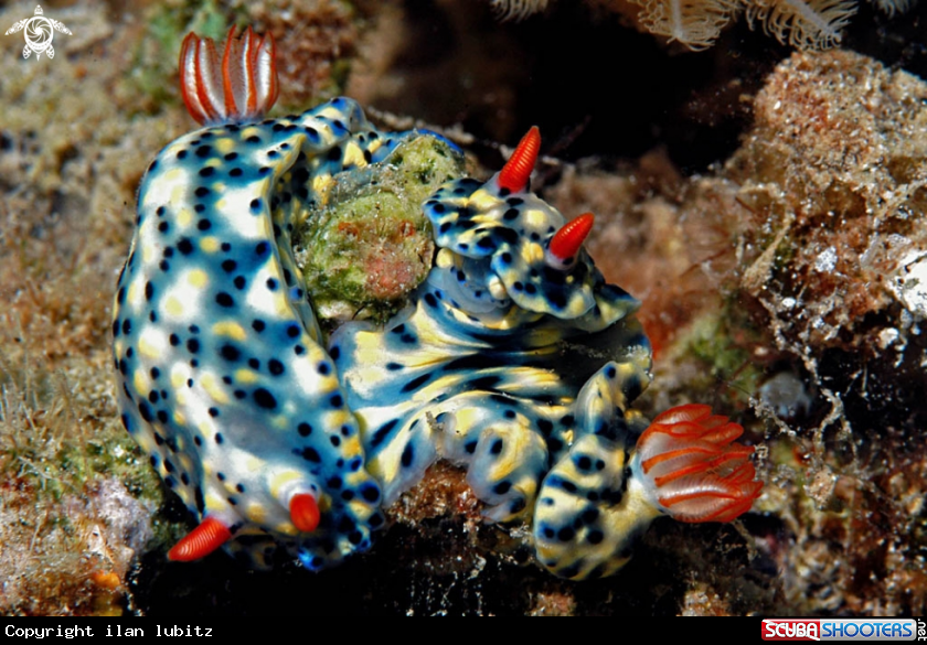 A Nudibranch