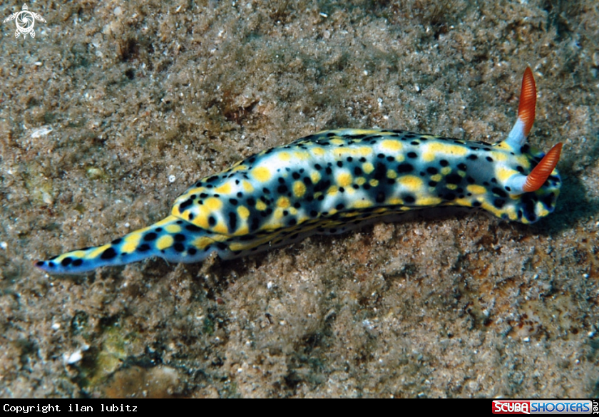 A Nudibranch