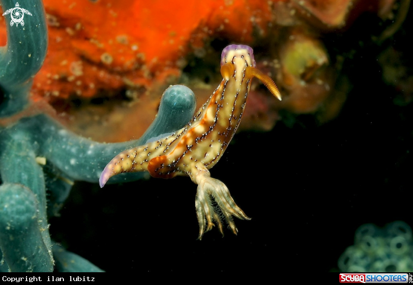 A Nudibranch
