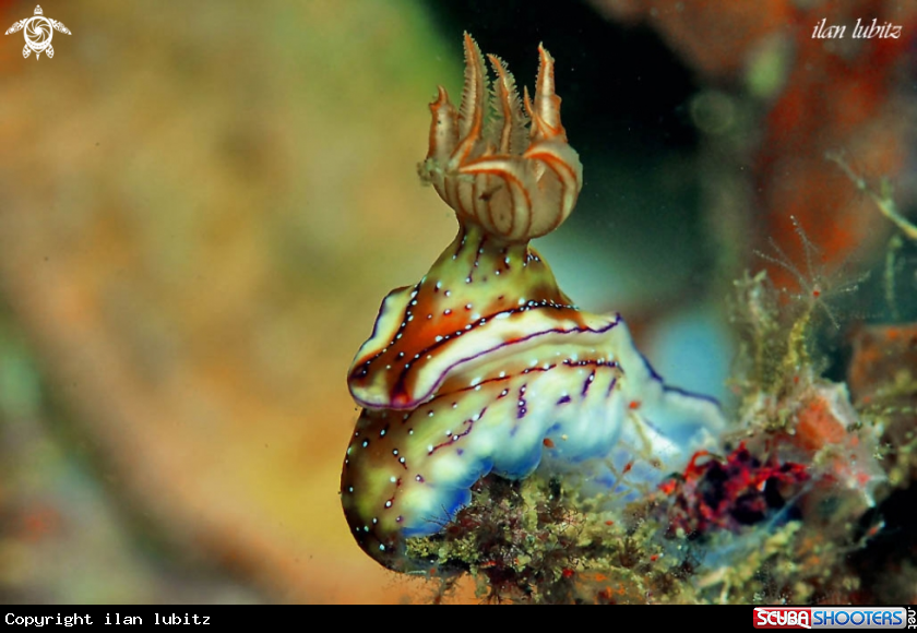 A Nudibranch